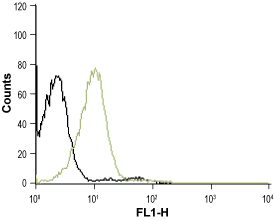 Anti-CXCR4 (extracellular)-ATTO Fluor-488 Antibody