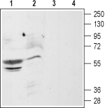 Anti-CXCR4 (extracellular) Antibody - Carrier Free