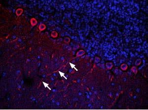 Anti-CXCR4 (extracellular) Antibody