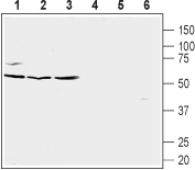 Anti-Human CXCR5 (extracellular) Antibody