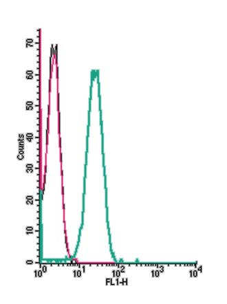 Anti-Human CXCR5 (extracellular) Antibody