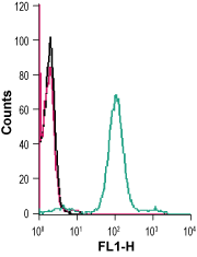 Anti-Human CCR2 (extracellular) Antibody