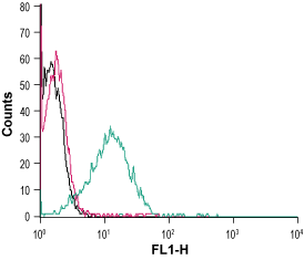 Anti-Human CCR3 (extracellular) Antibody