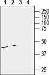 Anti-Human CCR3 (extracellular) Antibody