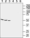 Anti-Human CCR5 (extracellular) Antibody - Carrier Free