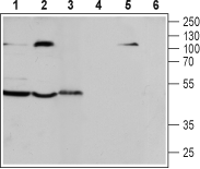 CCR7 (extracellular) Blocking Peptide