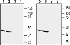 Anti-CCR9 (extracellular) Antibody - Carrier Free