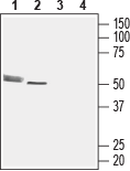 Rat CMKLR1 (extracellular) Blocking Peptide