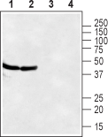 CXCR7/ACKR3 (extracellular) Blocking Peptide