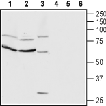 CNTFRα (extracellular) Blocking Peptide