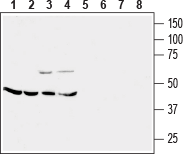 Anti-CRF2/CRHR2 (extracellular) Antibody