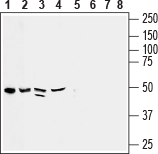 CX3CL1 (extracellular) Blocking Peptide