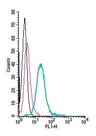 Anti-CX3CR1 (extracellular)-FITC Antibody
