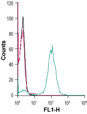 Anti-Human CX3CR1 (extracellular) Antibody