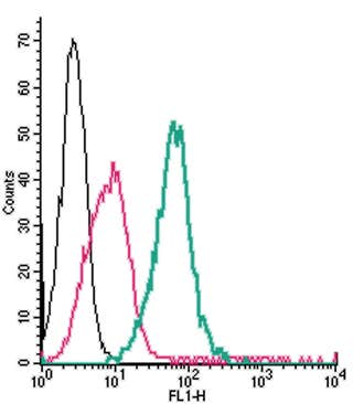 Anti-CRLR/CALCRL (extracellular)-FITC Antibody