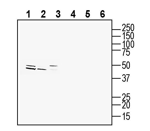 Anti-CCR2 (extracellular) Antibody - Carrier Free