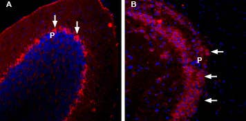 Anti-NCS1-ATTO Fluor-594 Antibody