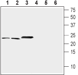 NCS1 Blocking Peptide
