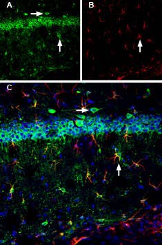 Anti-Calnexin Antibody