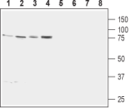 Anti-Calnexin Antibody - Carrier Free