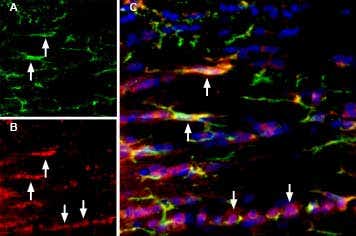 Anti-P2X7 Receptor-ATTO Fluor-550 Antibody