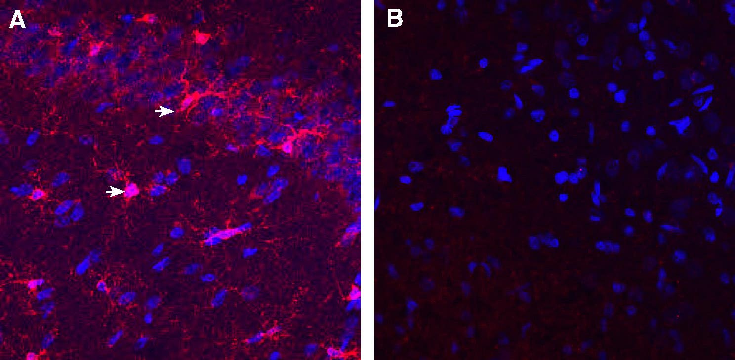Guinea Pig Anti-IBA1/AIF1 Antibody