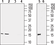 Anti-IBA1/AIF1 Antibody - Carrier Free