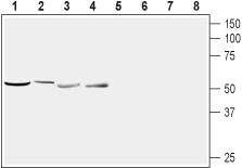 Nucleobindin-2/Nesfatin-1 Blocking Peptide