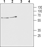 Vesicular Acetylcholine Transporter/VACHT Blocking Peptide