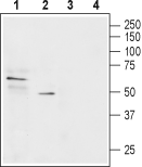 SLC22A1 Blocking Peptide