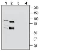 Anti-OCTN1/SLC22A4 Antibody - Carrier Free