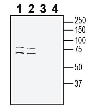Anti-OCTN2/SLC22A5 Antibody - Carrier Free