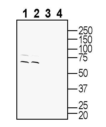 Anti-SLC22A2 (OCT2) Antibody - Carrier Free