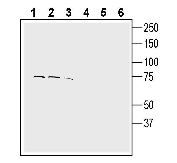 Anti-CTL1 (SLC44A1) (extracellular) Antibody