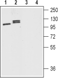 D1 Dopamine Receptor Blocking Peptide
