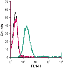Anti-D<sub>2</sub> Dopamine Receptor (extracellular)-FITC Antibody