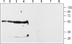Anti-D<sub>2</sub> Dopamine Receptor (extracellular) Antibody - Carrier Free