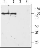 Anti-D<sub>3</sub> Dopamine Receptor (extracellular) Antibody - Carrier Free