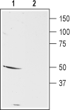 Anti-D<sub>5</sub> Dopamine Receptor (extracellular) Antibody - Carrier Free