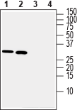 DARPP32 Blocking Peptide