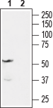 Endothelin Receptor A Blocking Peptide