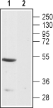 Endothelin Receptor B Blocking Peptide
