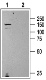 Urotensin II Receptor Blocking Peptide