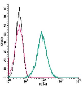 Anti-Endothelin Receptor B (extracellular) Antibody