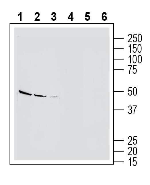 Anti-Endothelin Receptor B (extracellular) Antibody