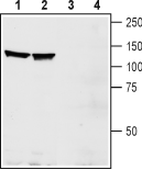 EphA1 (extracellular) Blocking Peptide