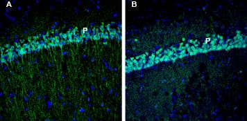 Anti-EphA3 (extracellular) Antibody