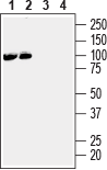 EphA3 (extracellular) Blocking Peptide