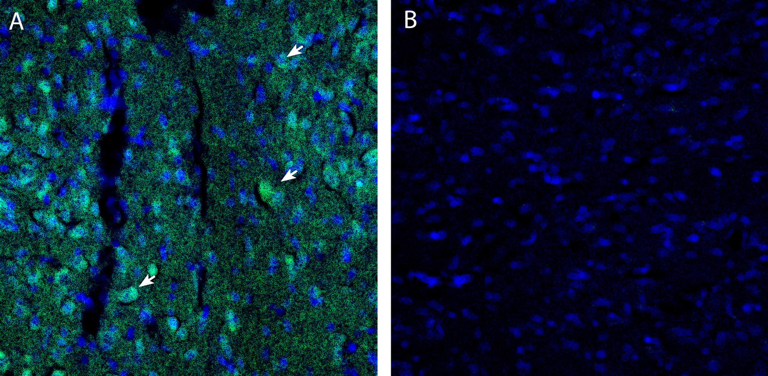Anti-EphA5 (extracellular) Antibody