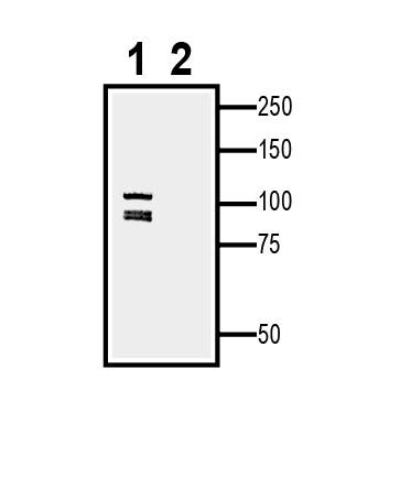 Anti-EphA5 (extracellular) Antibody - Carrier Free